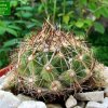 36 _Coryphantha_ neglecta _BZ54 _01